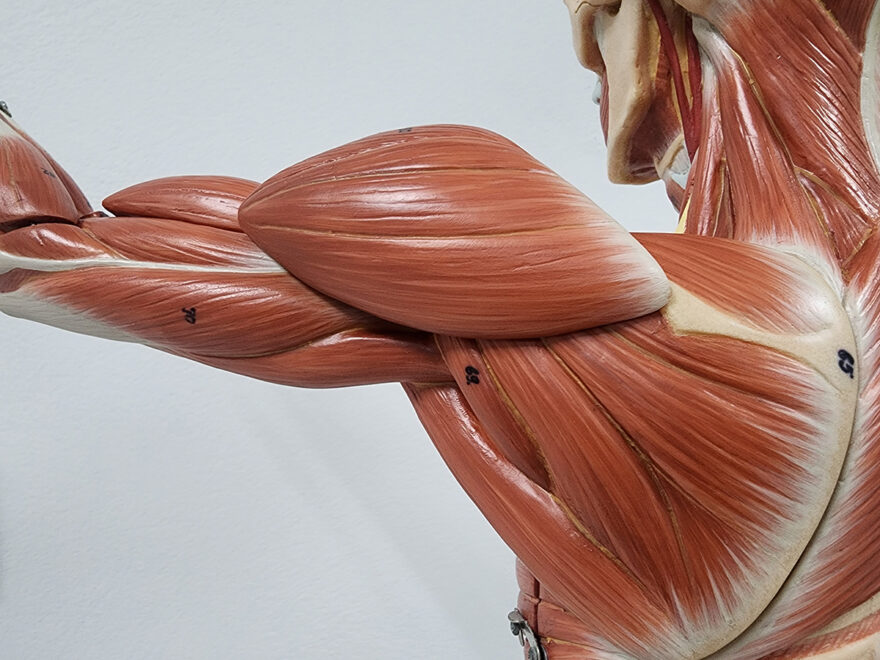 Modele anatomiczne układu pokarmowego – szkolenie i stosowanie w naukach zdrowotnych