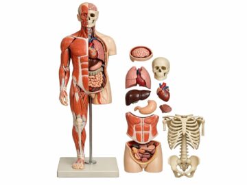 Anatomiczne modele w praktyce: jak uczyć się anatomii efektywnie i z pasją