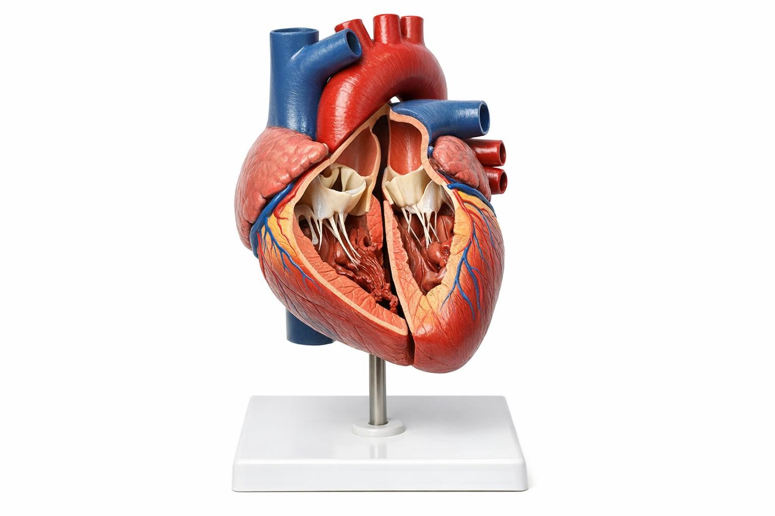 Model anatomiczny serca z rozcięciem