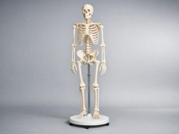 Modele anatomiczne, które naprawdę ułatwiają naukę anatomii człowieka Modele anatomiczne, które naprawdę ułatwiają naukę anatomii człowieka