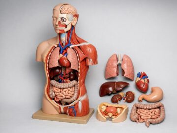 Praktyczne wsparcie nauki: edukacyjne modele anatomiczne jako pomoce do zajęć praktycznych