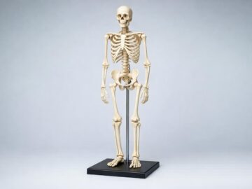 Modele anatomiczne w gabinecie fizjoterapeutycznym — praktyczny przewodnik wyboru i wykorzystania
